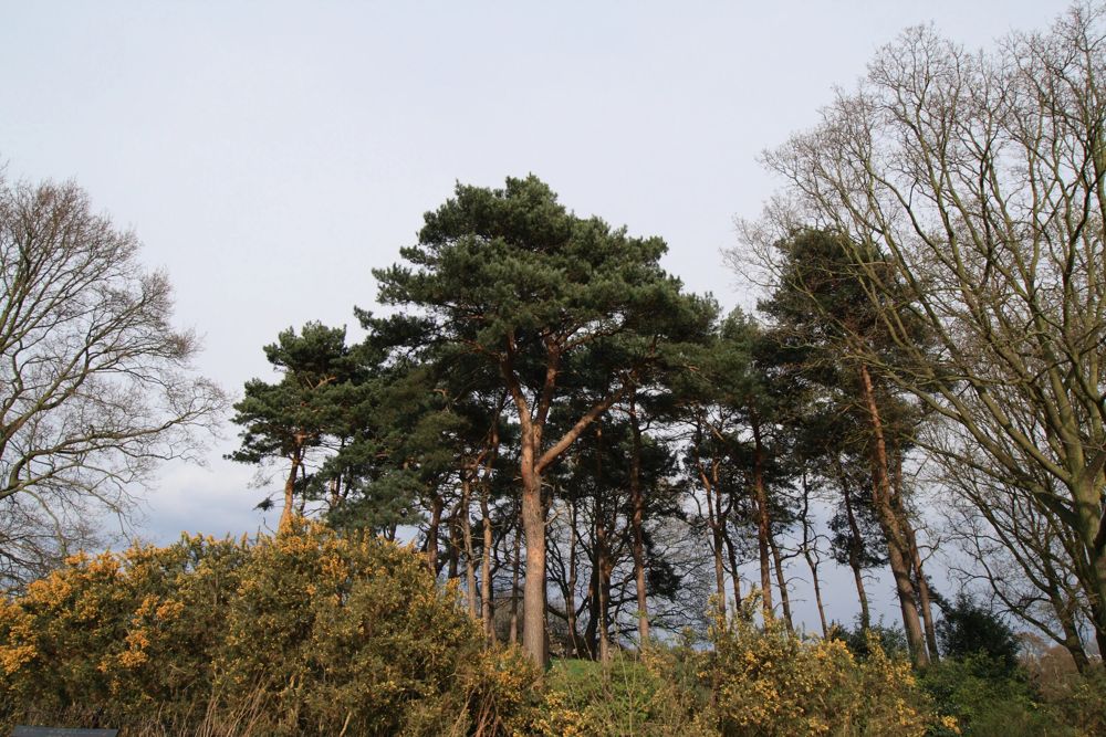 Hampstead Heath